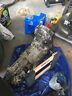 Ty755xs1aa Subaru Forester Manual Transmission Rear Differential